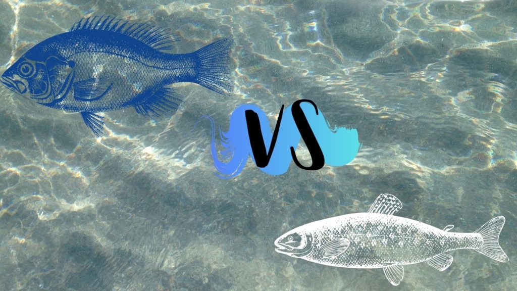 Pescado azul VS Pescado blanco