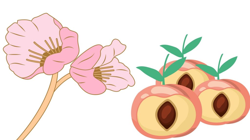 En mayo… Albaricoque