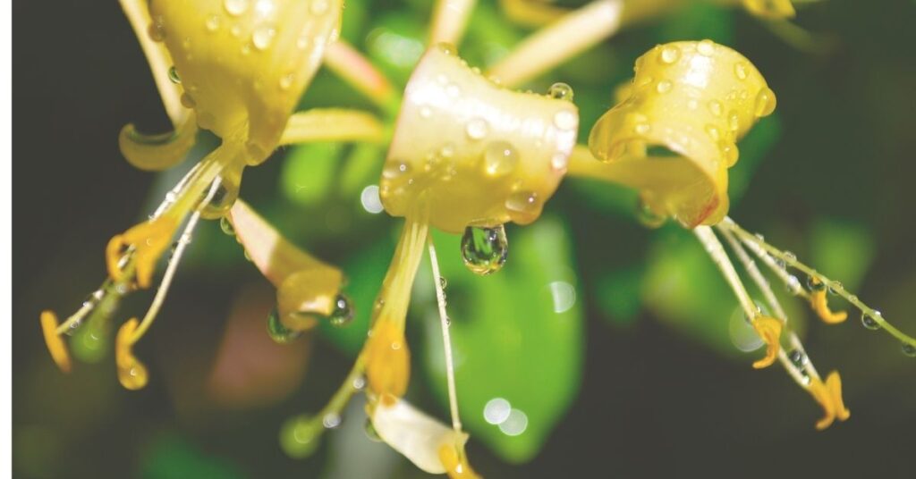 Usos y beneficios de la madreselva