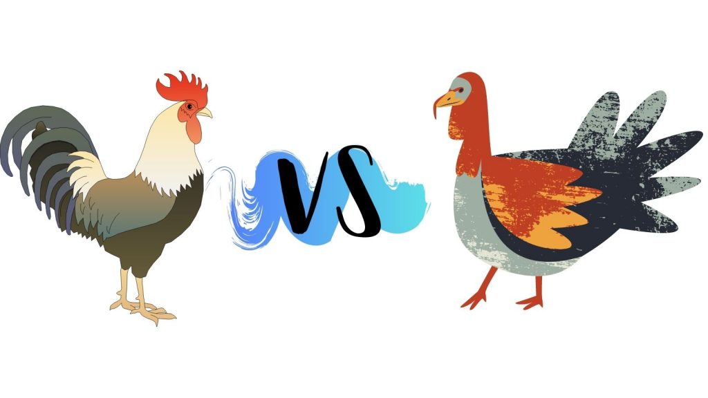 Pollo VS Pavo