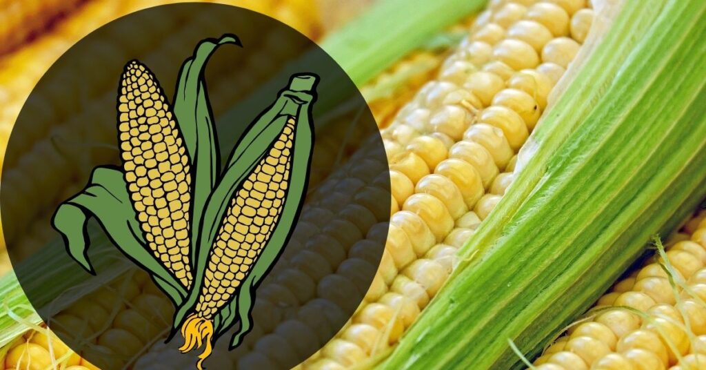Beneficios del maiz