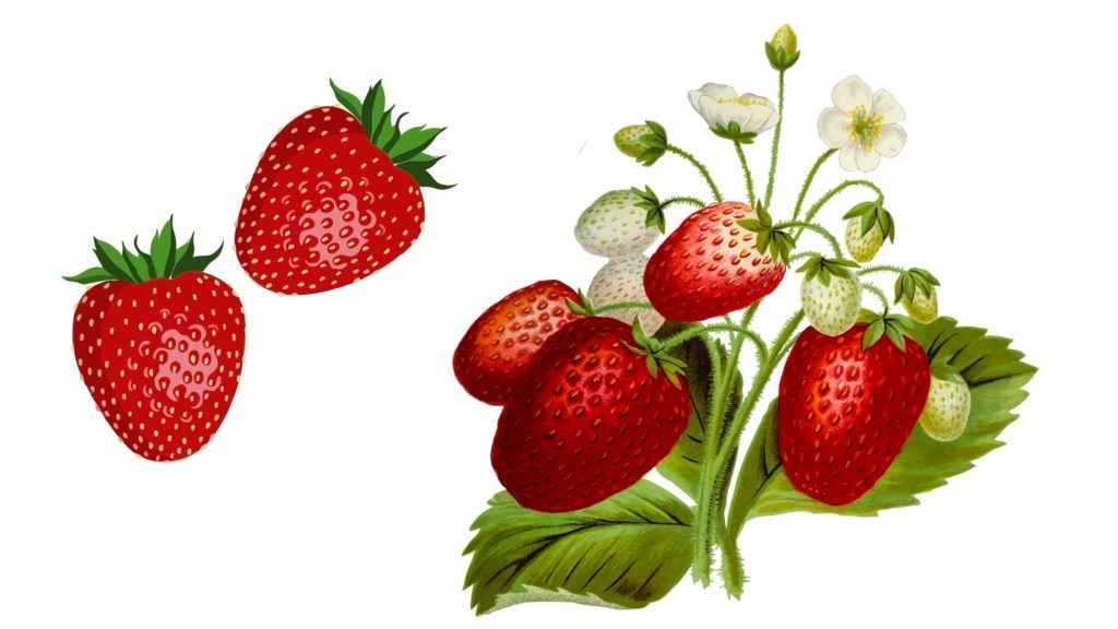 Beneficios de las fresas