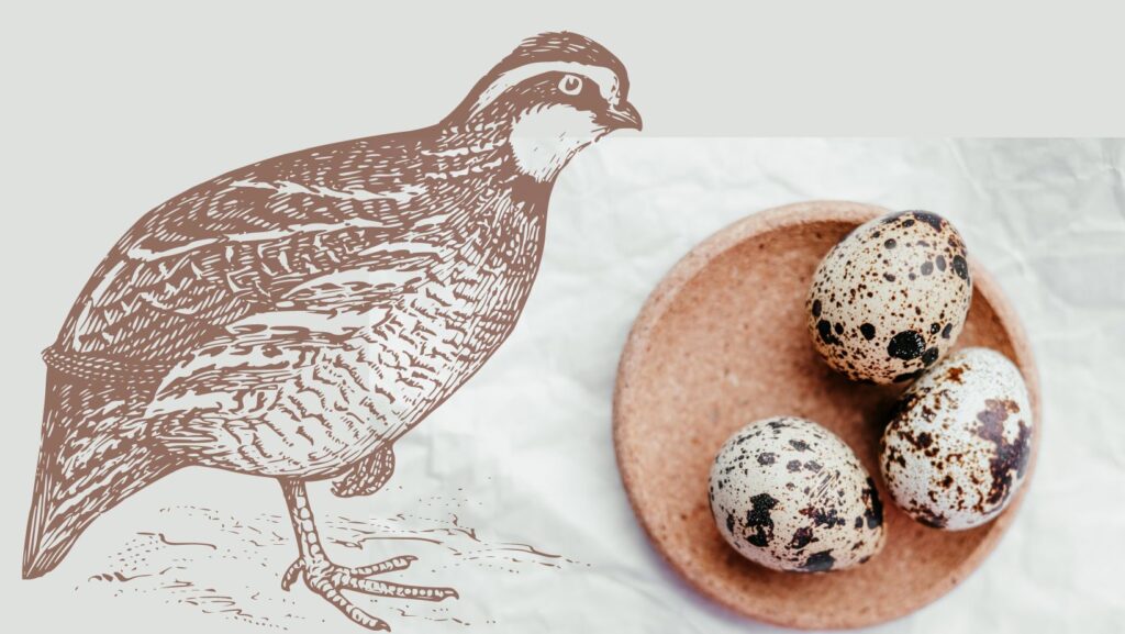 Beneficios de los huevos de codorniz