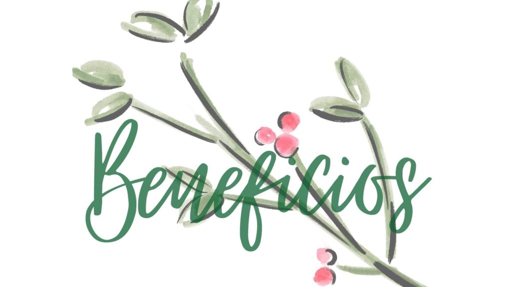 Beneficios del muérdago