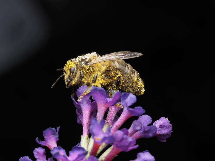 El polen de abeja y sus beneficios