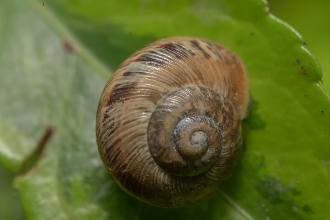 ¿Que es el sindrome del caracol?