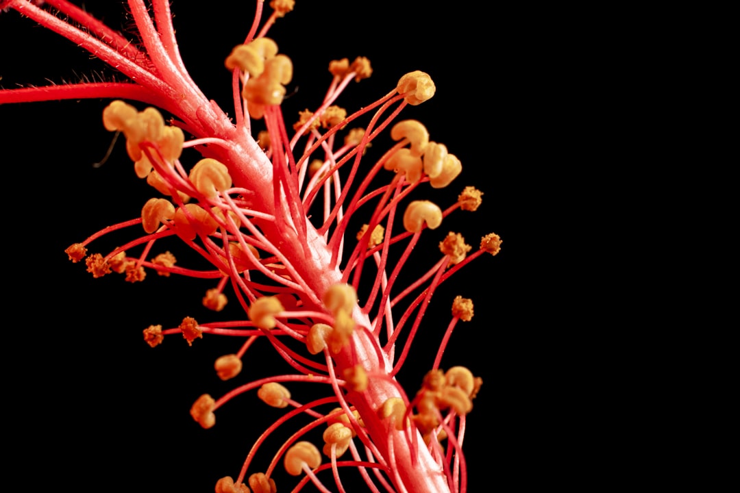 ¿Qué es una trombosis?