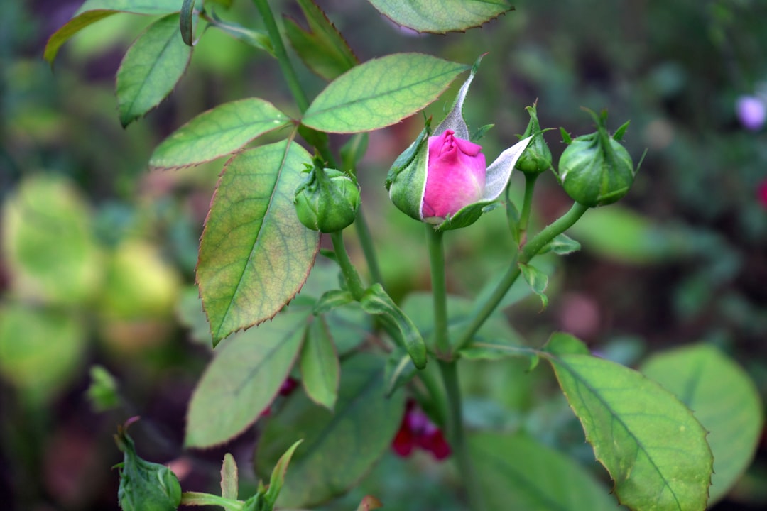 Beneficios del romero