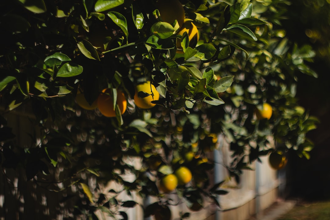 El otoño y nuestra salud