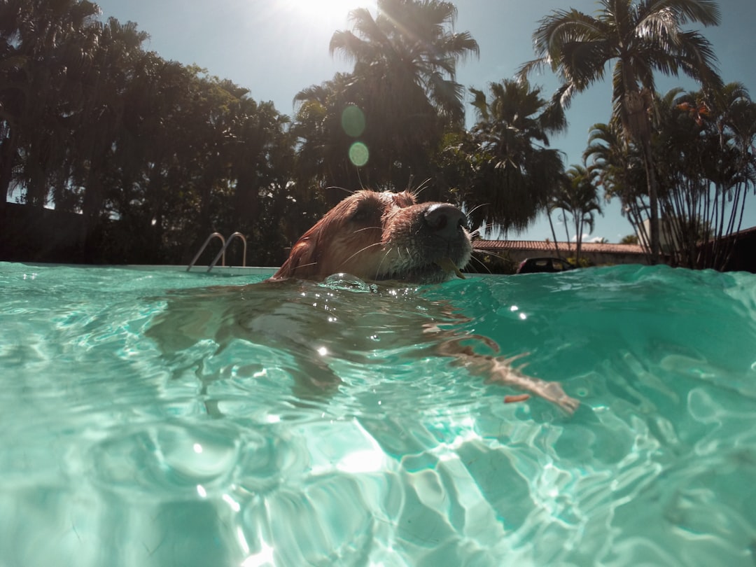 Compañeros de cuatro patas prevenir riesgos, en meses de verano